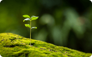 gałązka w zielonym tle